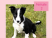 Border Collie puppies.