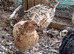 Quail Hatching eggs