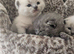 3 in litter 2 blue bsh 1 colour point