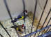 2 pair goldfinchs for sale 2025 close ring
