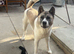 4 year old female Akita