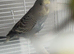 Semi tame Baby budgies available