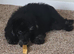 Miniature Poodle for rehoming