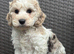 F1 cockapoo puppies
