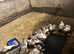 Male and female Muscovy ducks