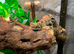 Flying Geckos at Birmingham Reptiles