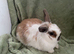 Beautiful Female Rabbits for sale
