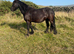 Lovely little fell pony type mare