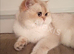 ☆ GCCF British Shorthair Male Top Quality☆