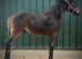 Lovely young quality foal with a big future