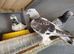 Turkish takla pigeon for sale