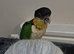 Sola beautiful female caique