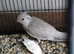 Female Cockatiel
