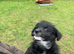 Very friendly yorkiepoo boy pups