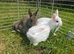 Bunnies ready for new home,Purebred Netherland Dwarf
