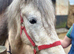 Rising 3 yr 14h old class1 Connemara mare
