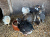 6 young chickens