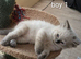 Beautiful pedigree ragdolls