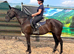 Sotty lovely sweet kind natured standard bred gelding