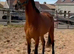 Very well bred sports horse mare 3yrs