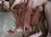 Sphynx Kittens Ready to Leave Now
