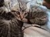 Kittens for good Home