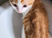 Last ginger & white male kitten