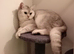 Silver Chinchilla GCCF Female British Shorthair