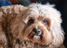 Beautiful female cavpoo.pet home only !