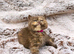 British shorthair kittens pedigree