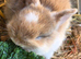 2 beautiful kits left