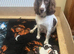 Eight Beautiful Sprocker Puppies Available
