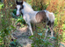 Cob cross colt foal