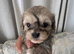 Beautiful Shihpoo Puppies