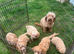 Asian maltipoo 3 boy&2 girl