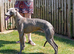 QUALITY LURCHER DOG