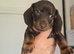 Miniature dachshund
