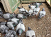 Pigeons