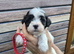 Malshipoo 1 Girl and 1 Boy left