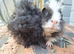 2 wonderful boy guinea pigs ready now