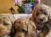 Ready, licenced, dna clear miniature cockapoo girls only!