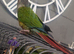 conures 9 months old