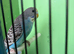 Budgies