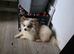 Male Pomeranian