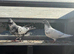 2 baby pigeons for sale
