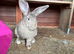 Giant female rabbit
