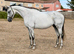 Full up 16.1 grey thoroughbred mare