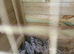 ** SNOWFLAKE BOBWHITE MALES FOR SALE **