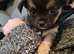 Stud long haired Chihuahua
