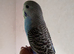 Lovely budgie quite tame getting better every day